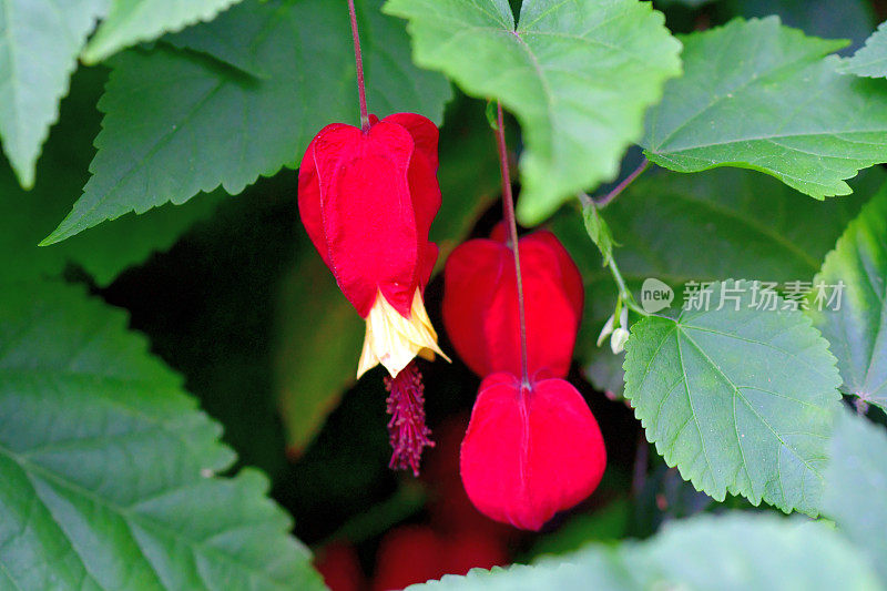 蒂罗尔灯/abutilon megapotamicum